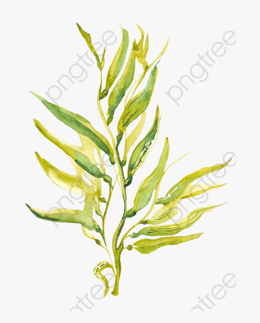 Algae Clipart Splash - Giant Kelp Clipart, HD Png Download, Free Download