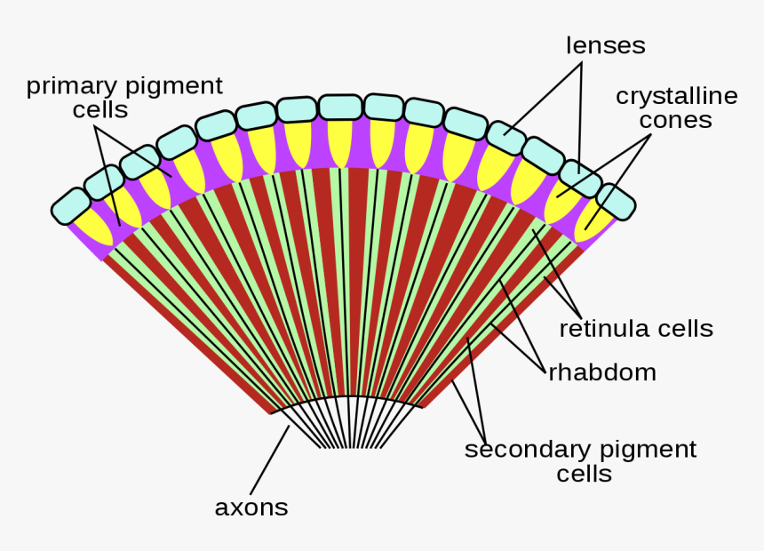 Compound Eye Of Insect, HD Png Download, Free Download