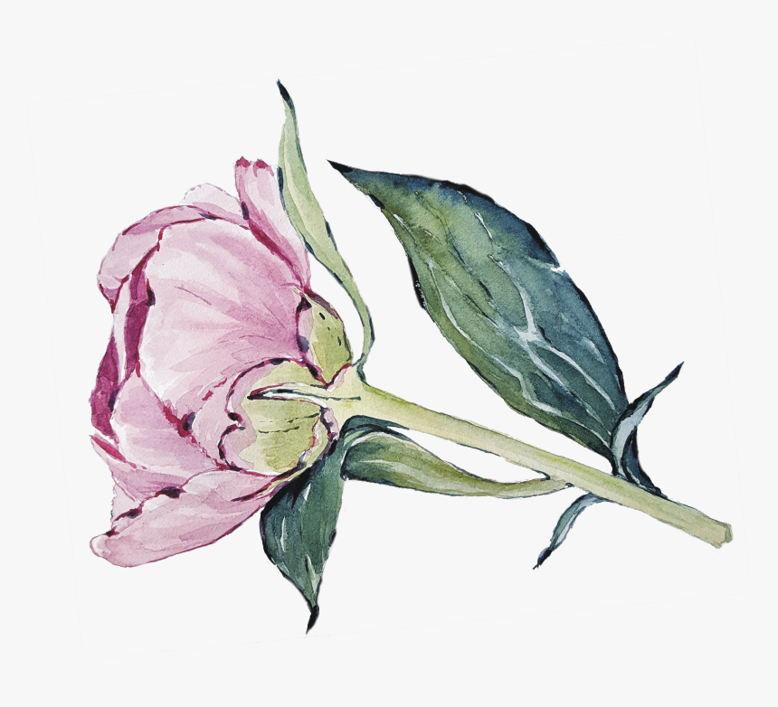 5415 - Rosa Glauca, HD Png Download, Free Download