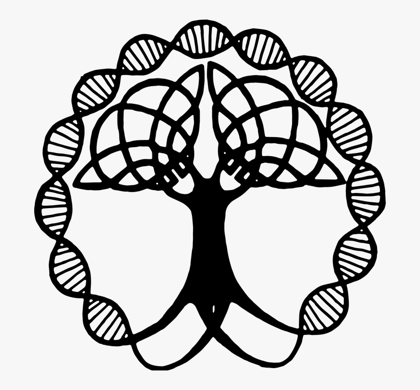 Tree Of Life, Transparent, Silhouette, Family Tree - Celtic Tree Of Life, HD Png Download, Free Download