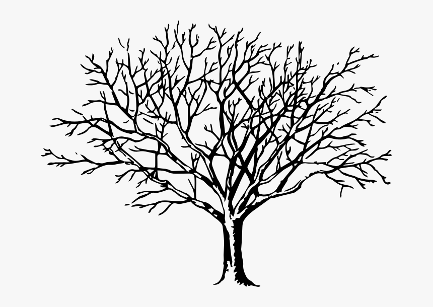 Drawing Tree Of Life Clip Art - Free Tree Clip Art Black And White, HD Png Download, Free Download