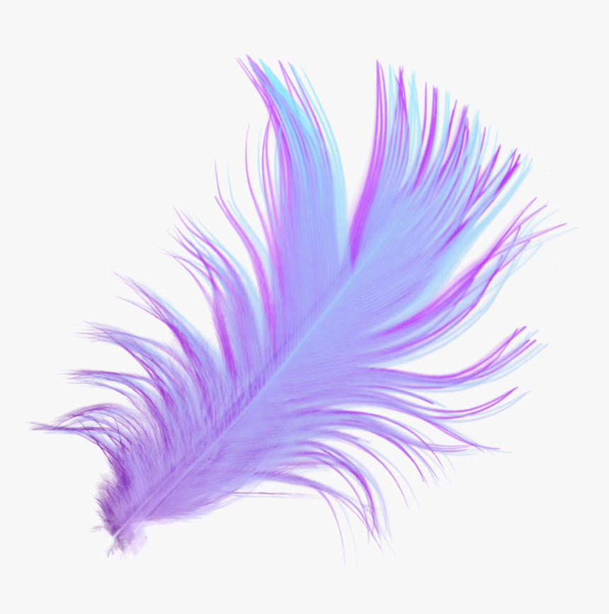 Feather Download Desktop Wallpaper Drawing Portable - Feathers With Transparent Back Ground, HD Png Download, Free Download