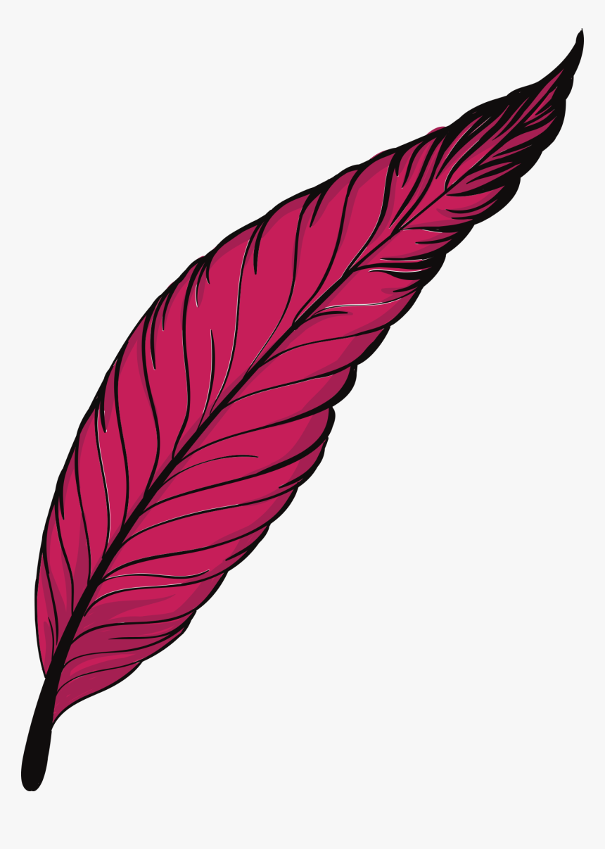 Pink Feather Png Png, Transparent Png, Free Download