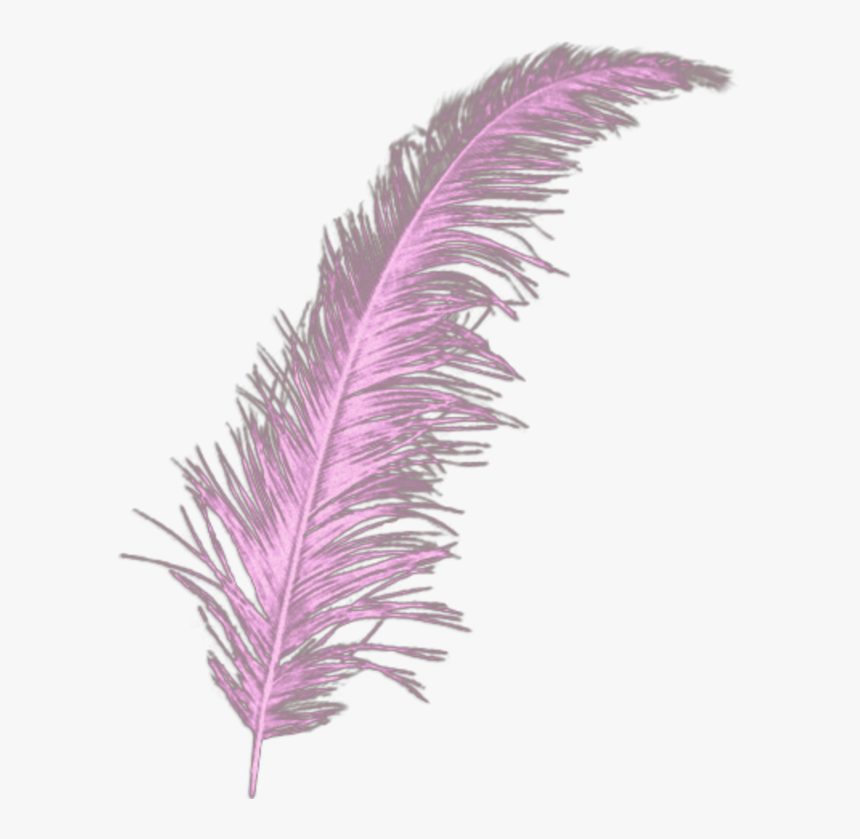 #quill #feather #purple - Transparent Gold Feather Png, Png Download, Free Download