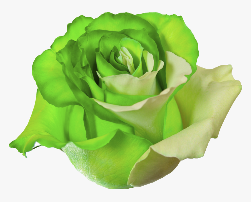 Mint Green Roses Png - Flower Rose Green Png, Transparent Png, Free Download