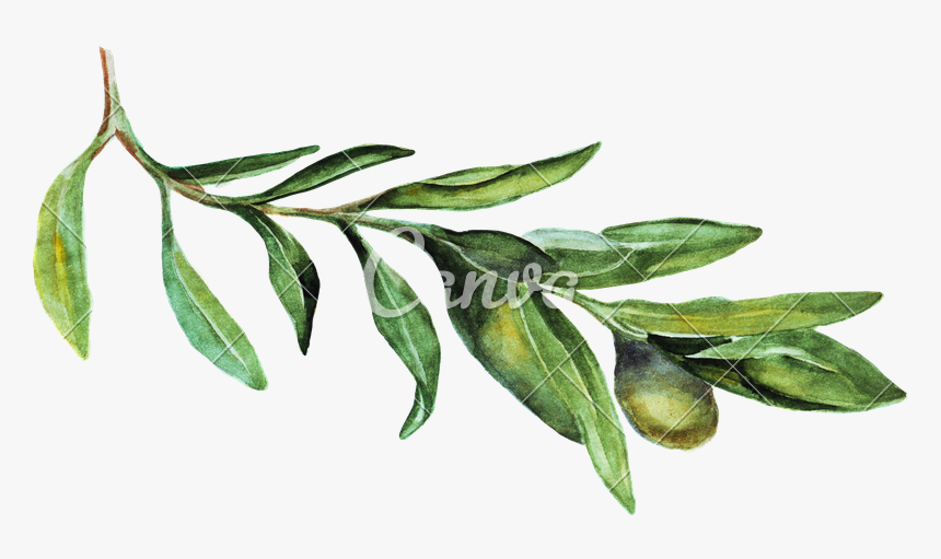 Watercolor Olive Branch Png - Russian Olive, Transparent Png, Free Download