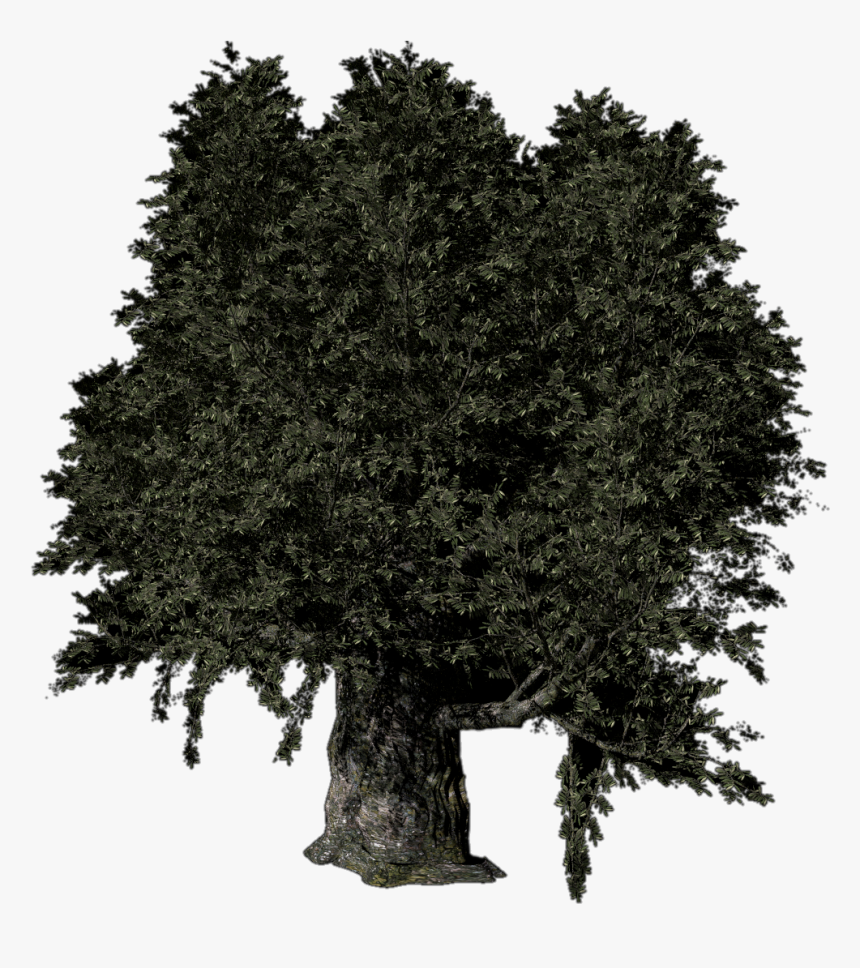 Olive Tree - Red Pine, HD Png Download, Free Download