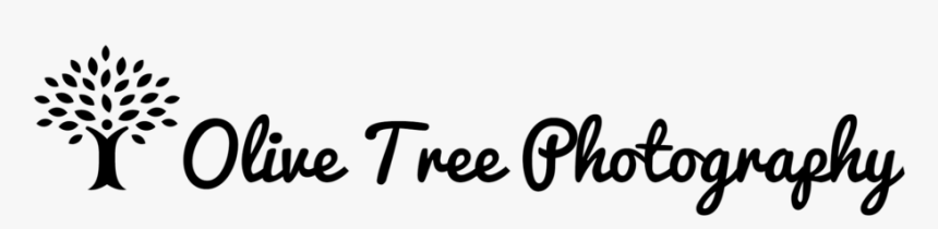 Olive Tree Png, Transparent Png, Free Download
