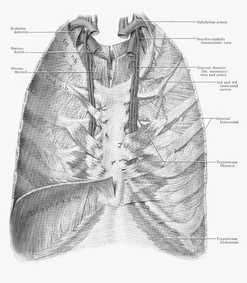 Grant 1962 407 - Internal Thoracic Artery Wikimedia, HD Png Download, Free Download