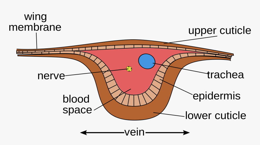 Insects Specialized Flight Muscles, HD Png Download, Free Download