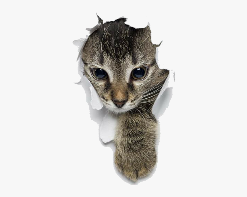 Paw Sticking Out, HD Png Download, Free Download