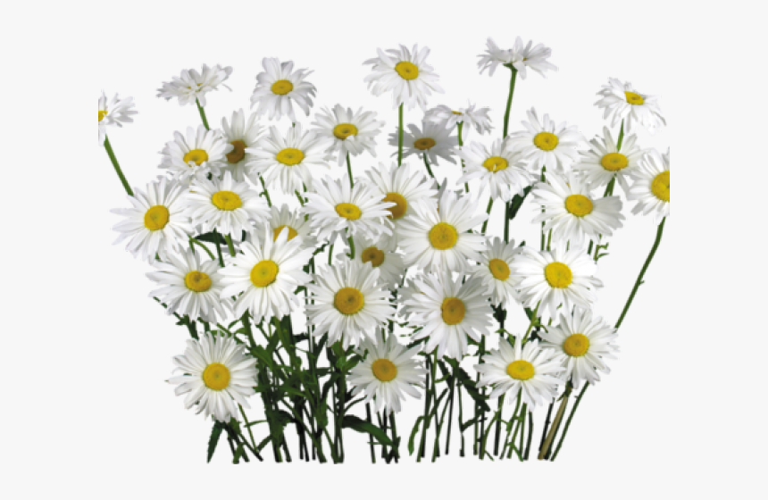 Chamomile Png Transparent Images - Chamomile Plant Png, Png Download, Free Download