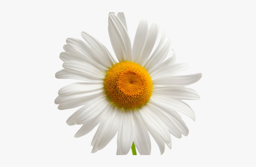Chamomile Png Transparent Images - Chamomile Png Transparent, Png Download, Free Download