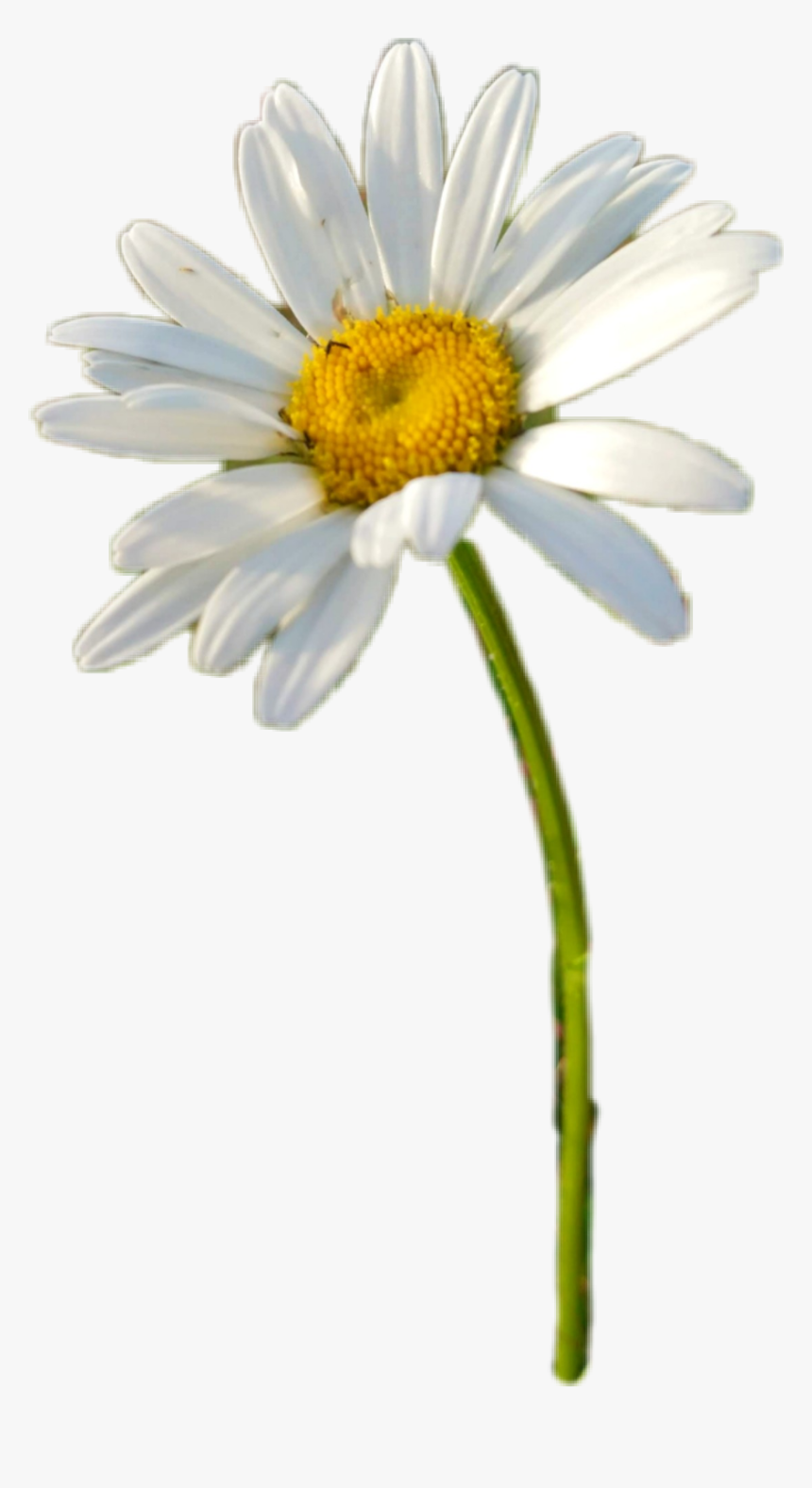 Freetoedit Chamomile Sticker - Oxeye Daisy, HD Png Download, Free Download