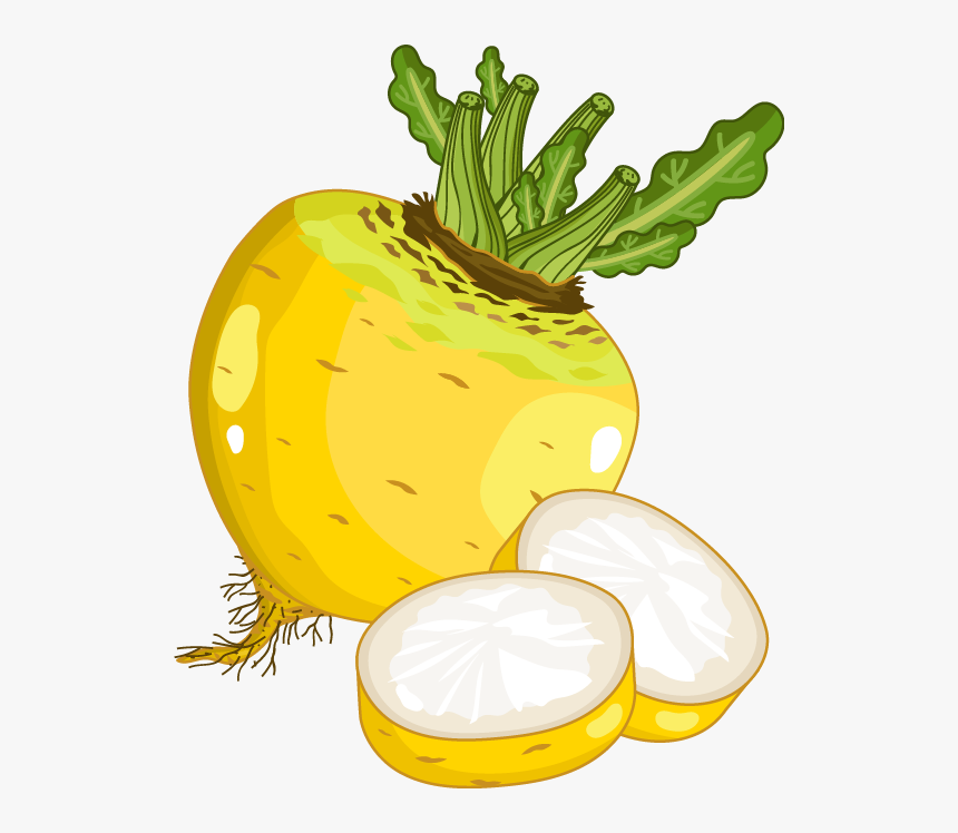 Radish Vector Turnip - Cartoon Yellow Turnip, HD Png Download, Free Download