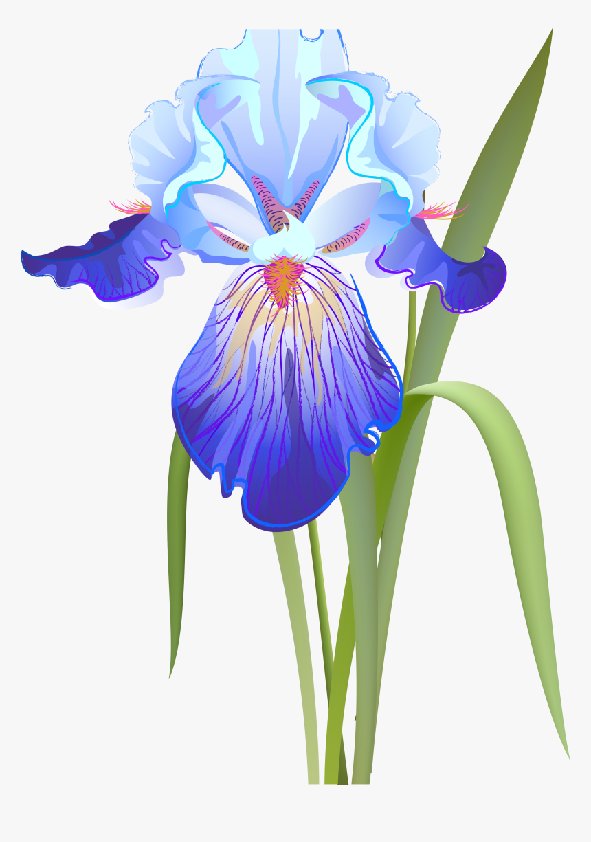 Clipart Of Iris Flower Graphic Free Library Orris Root - Iris Clip Art, HD Png Download, Free Download