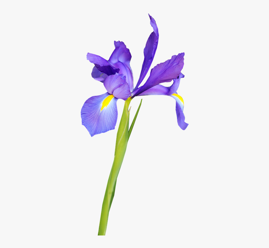 Iris Versicolor, HD Png Download, Free Download