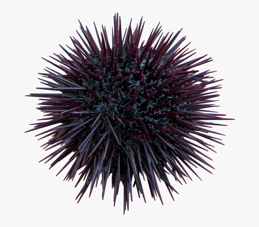 Riccio Di Mare - Transparent Sea Urchin Png, Png Download, Free Download