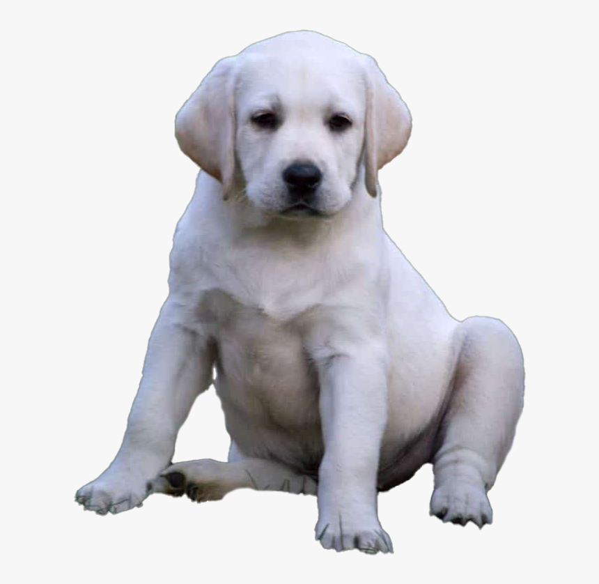 Labrador Retriever Puppy Png Images - Labrador Retriever, Transparent Png, Free Download