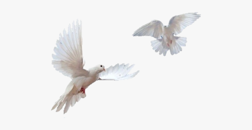 #white #doves - Transparent Background Dove Png, Png Download, Free Download