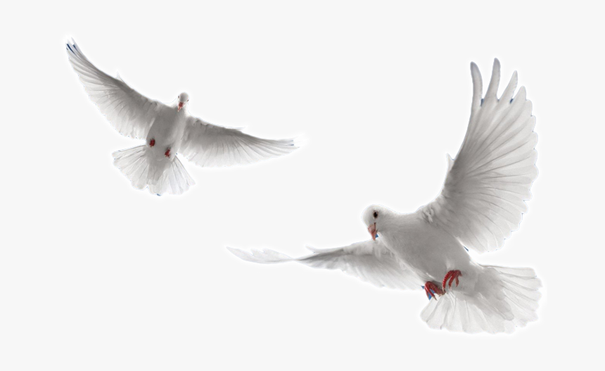 Holy Spirit Dove Png - Transparent White Dove Png, Png Download, Free Download
