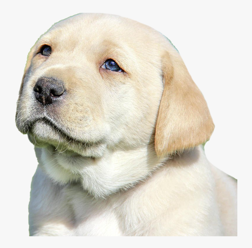 Labrador Retriever Puppy Png Image File - Labrador Retriever, Transparent Png, Free Download