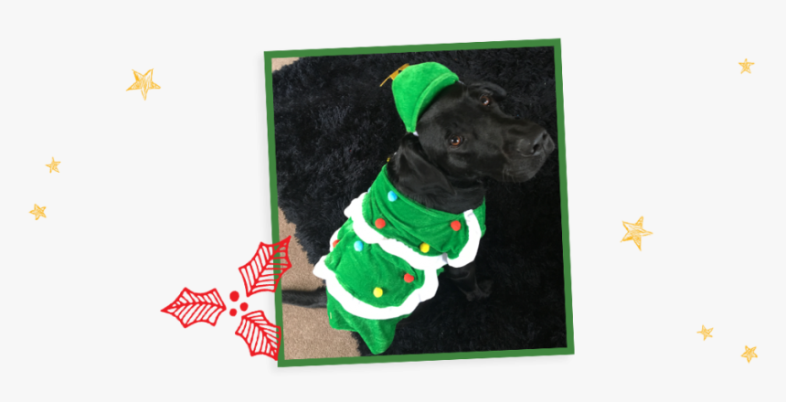 A Black Labrador Puppy In A Christmas Tree Outfit - Dog, HD Png Download, Free Download