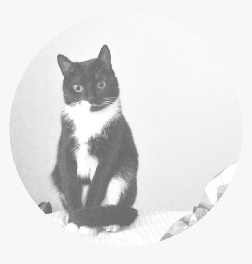 Nala , Png Download - Domestic Short-haired Cat, Transparent Png, Free Download