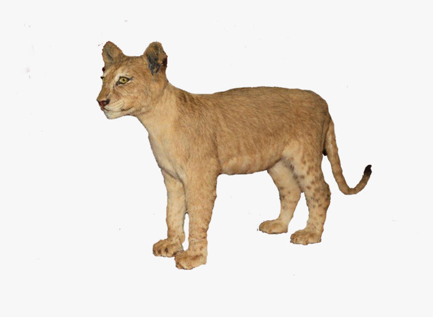 Baby Lion Png, Transparent Png, Free Download