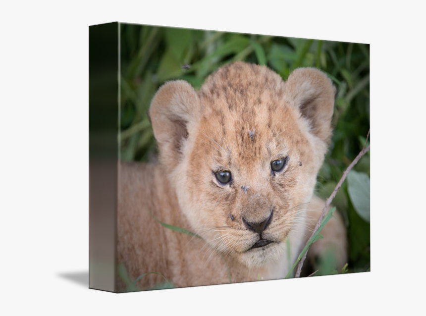 Transparent Baby Lion Clipart - Lion, HD Png Download, Free Download
