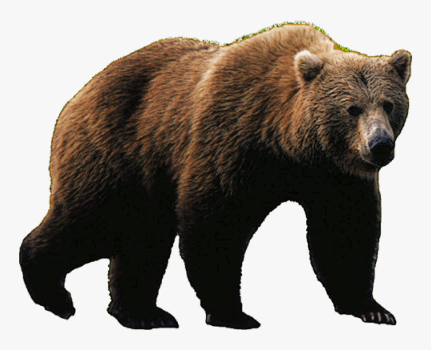 Bear Png Image - Grizzly Bear Png, Transparent Png, Free Download