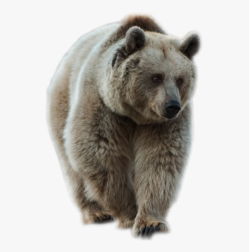 Brown Bear Png Image - Animals Images Hd Png, Transparent Png, Free Download