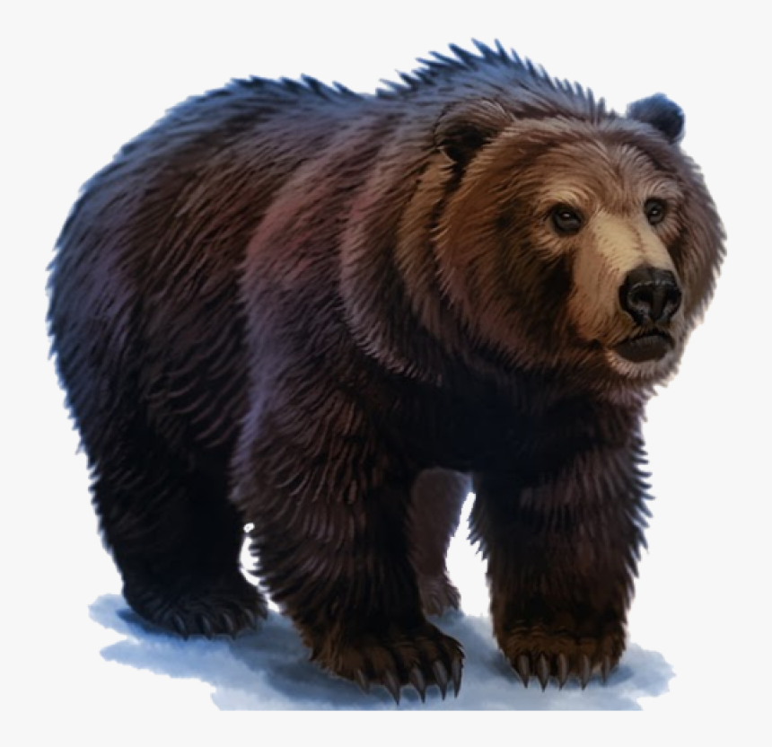 Bear Png Image - Harry Potter Bear, Transparent Png, Free Download