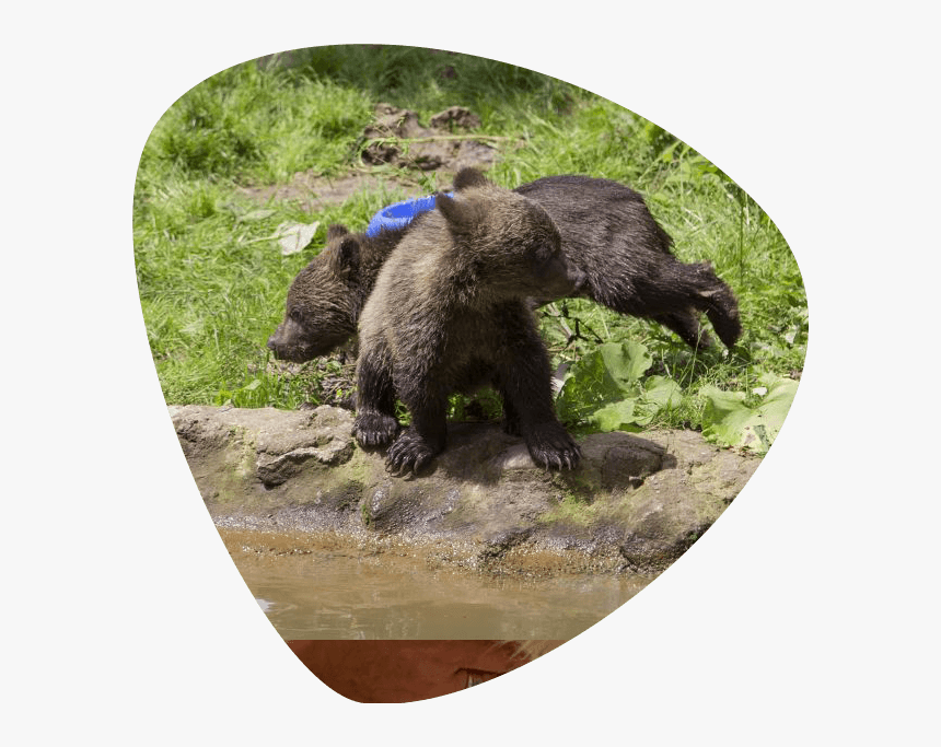 European Brown Bear Cubs At Liberty Bear Sanctuary - Grizzly Bear, HD Png Download, Free Download