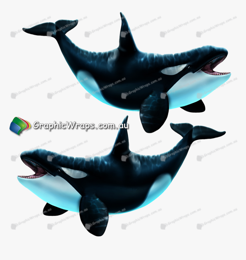 Cetaceans , Png Download - Killer Whale, Transparent Png, Free Download