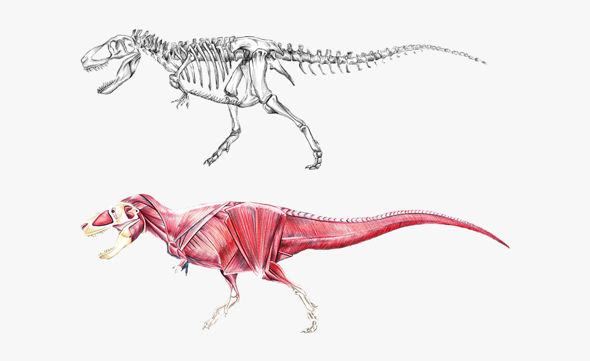 Anatomy Of A Dinosaur, HD Png Download, Free Download