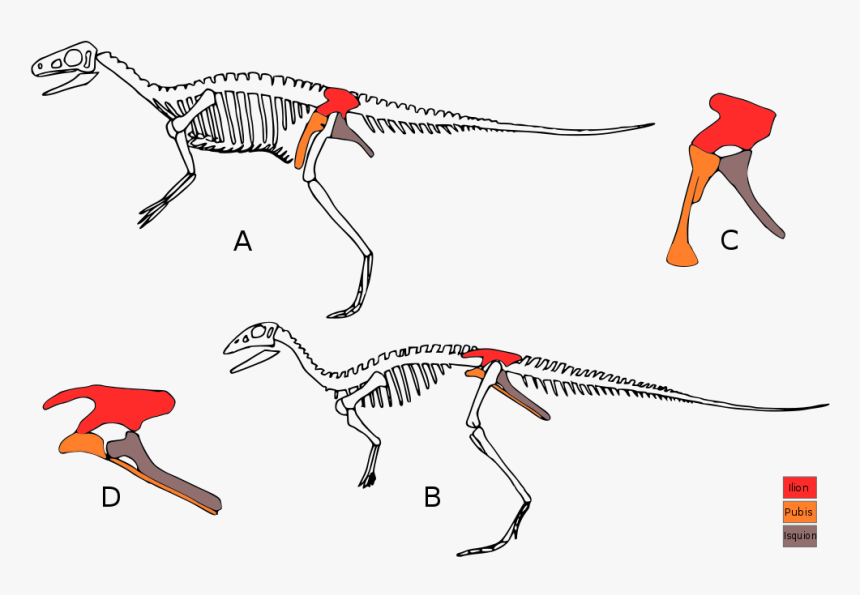 Saurischian Dinosaurs, HD Png Download, Free Download