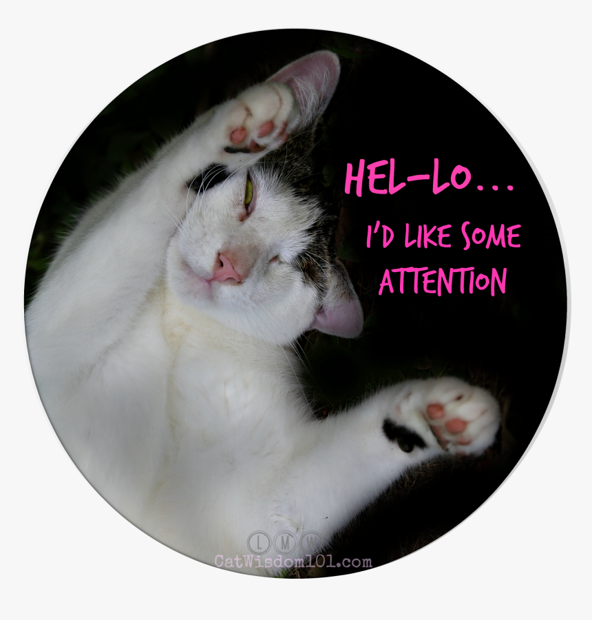 Odin Funny Cat Attention, HD Png Download, Free Download