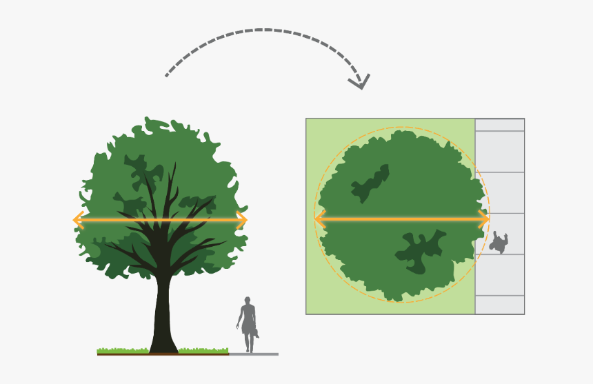 Palm Tree, HD Png Download, Free Download