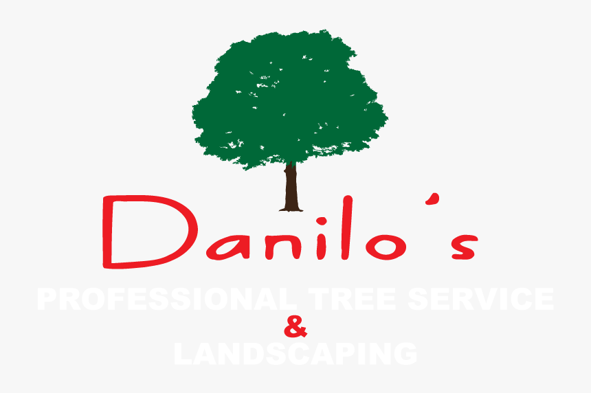 Danilo"s Tree Service & Landscaping - Tree, HD Png Download, Free Download