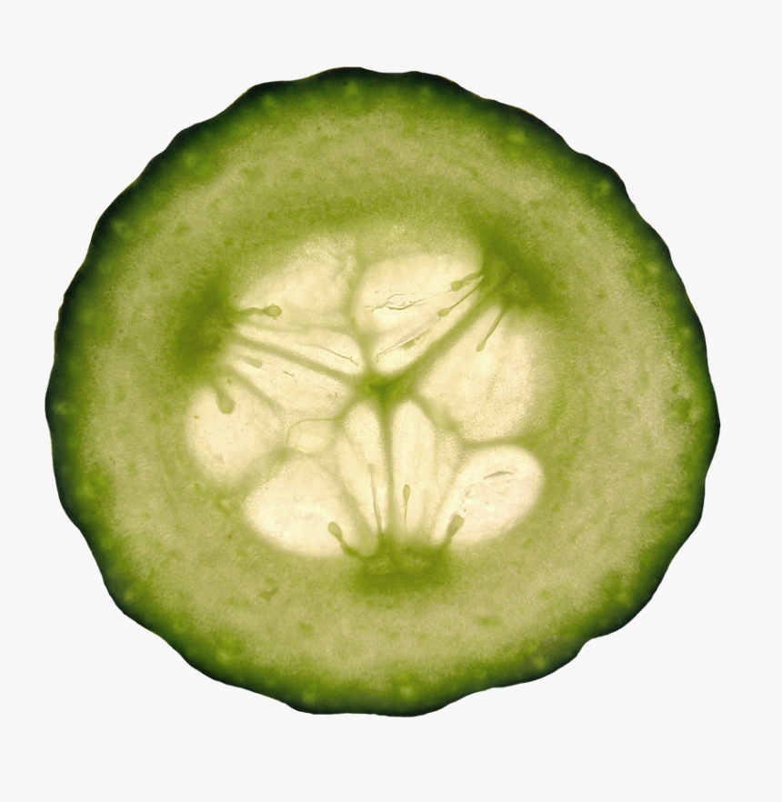 Cucumber Slice Clipart - Cucumber, HD Png Download, Free Download