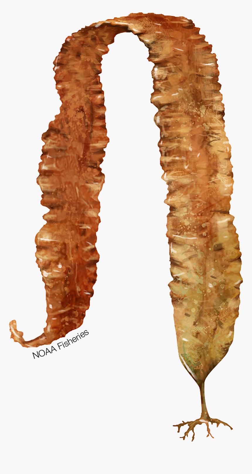 Caterpillar, HD Png Download, Free Download