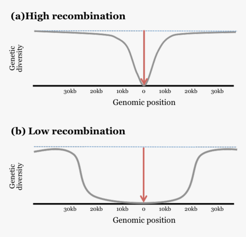 Diagram, HD Png Download, Free Download