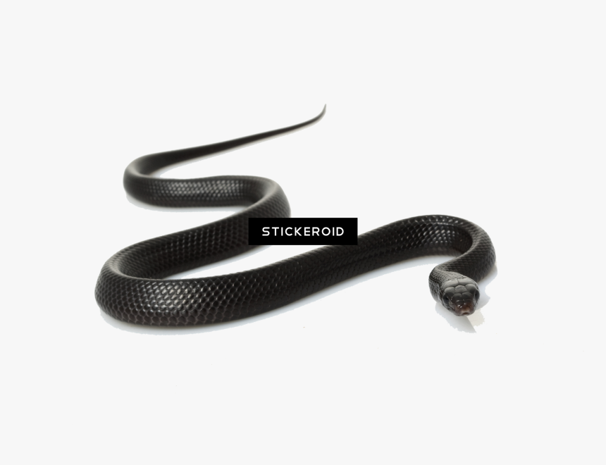 Black Snake Png - Common Kingsnake, Transparent Png - kindpng