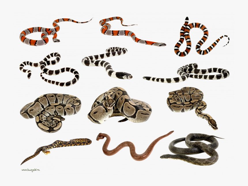 Free Download Of Snake Icon - Small Ajgar Snake, HD Png Download, Free Download
