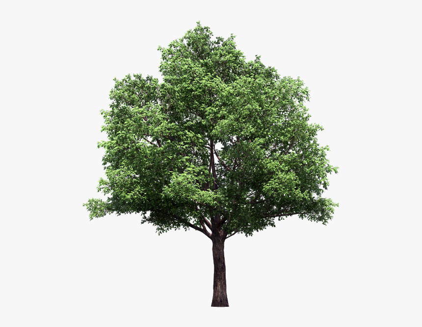 Vector Trees Plan Png - Narra Tree Png, Transparent Png, Free Download