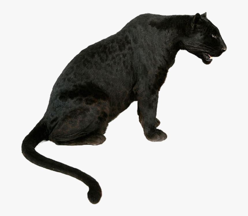 Leopard Tiger Jaguar Black Panther Lion - Tiger Jaguar Panther Lion, HD Png Download, Free Download