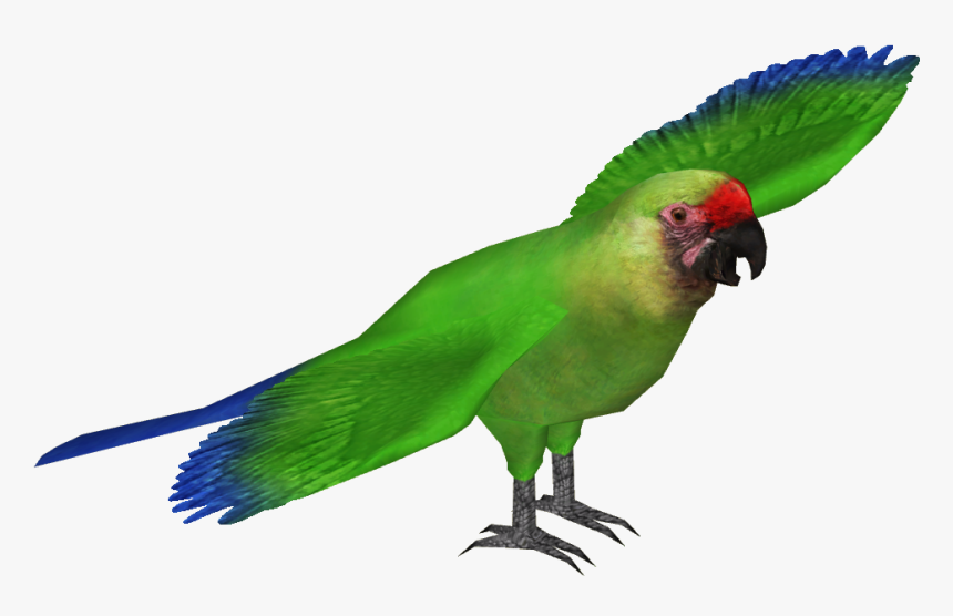 Macaw Transparent Background Png - Military Macaw Png, Png Download, Free Download