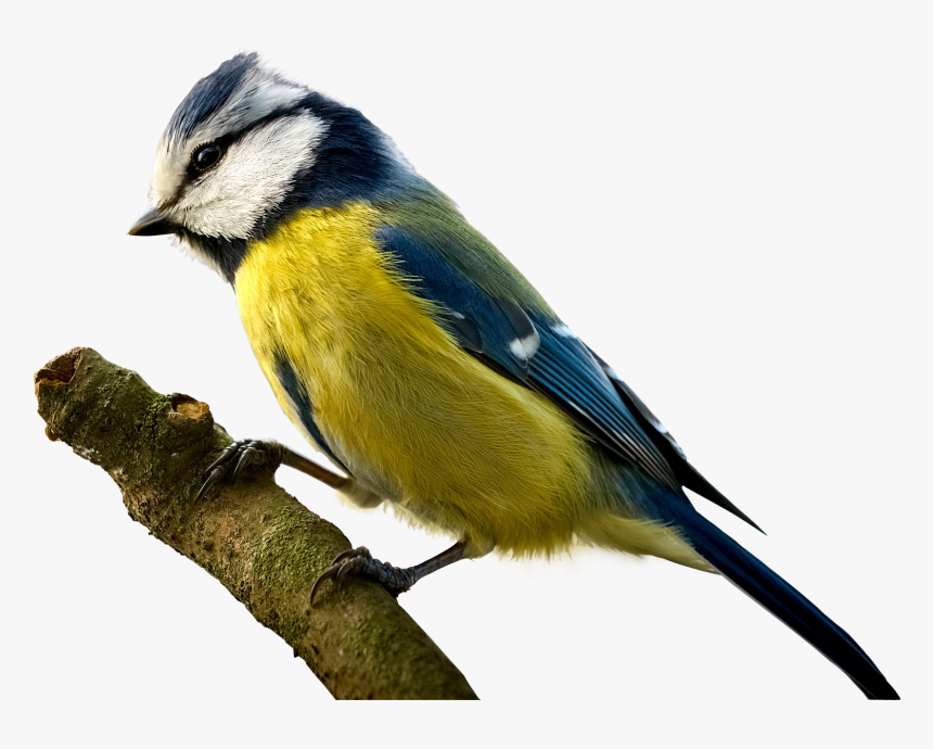 Macaw Parrot, Pixels Widescreen, Png V - Animal Tit, Transparent Png, Free Download
