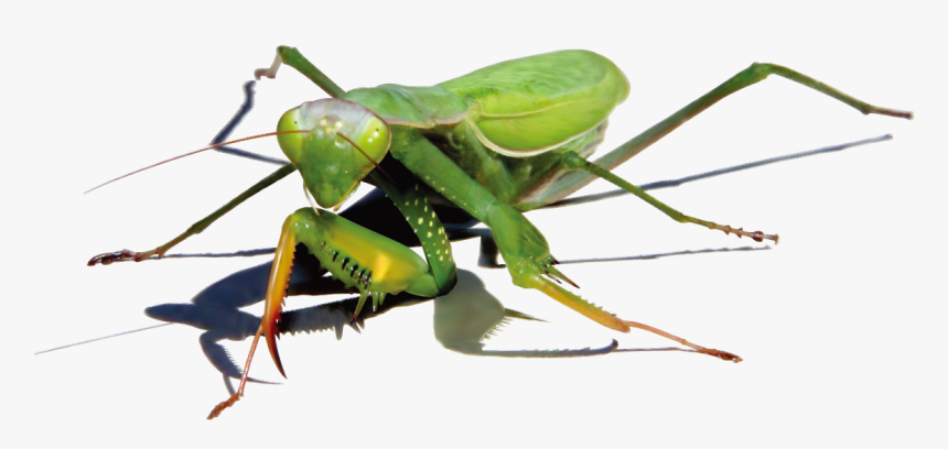 Mantis Png Image - Illustrator, Transparent Png, Free Download